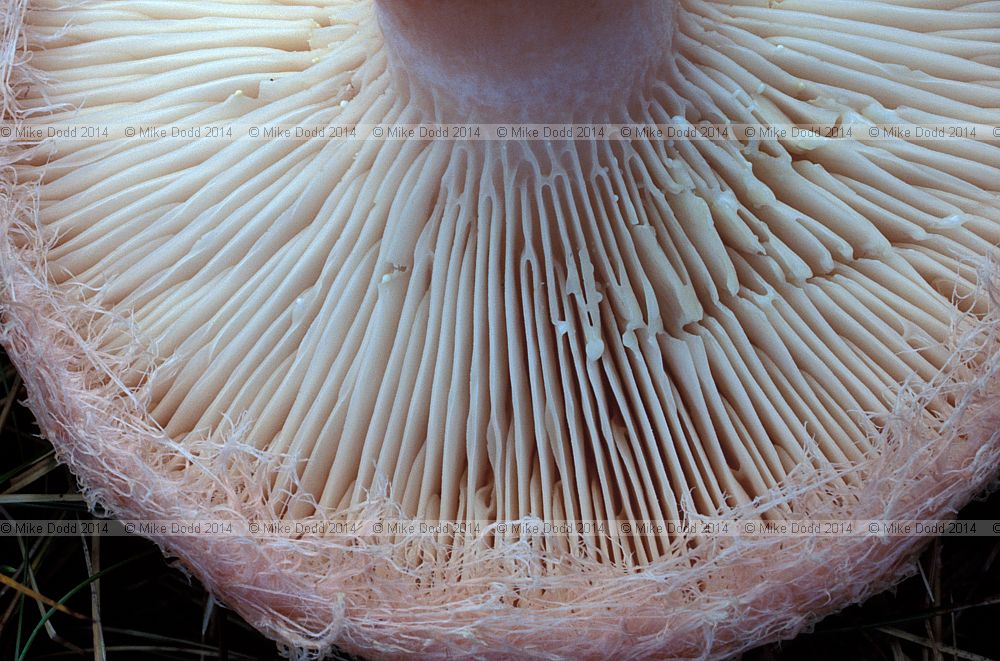 Lactarius torminosus Woolly milkcap