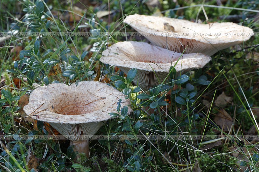 Lactarius torminosus Woolly Milkcap