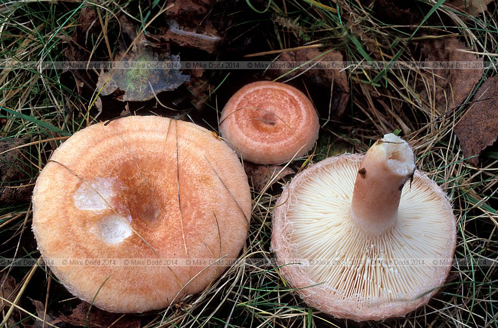 Lactarius torminosus Woolly milkcap