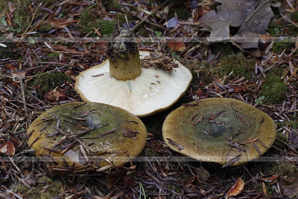Lactarius turpis Ugly Milkcap