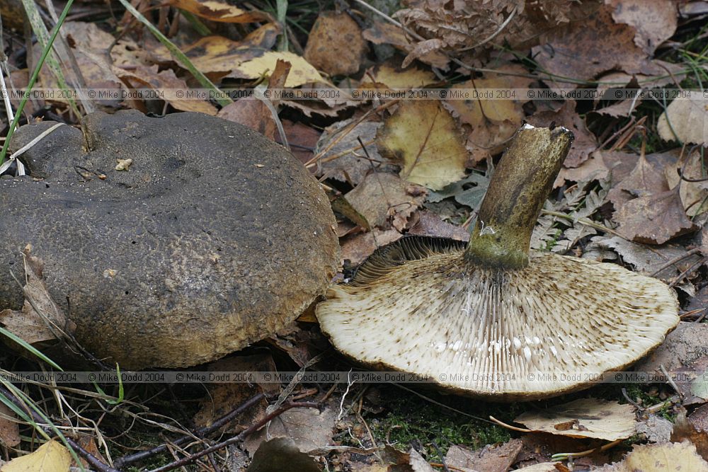 Lactarius turpis Ugly milkcap