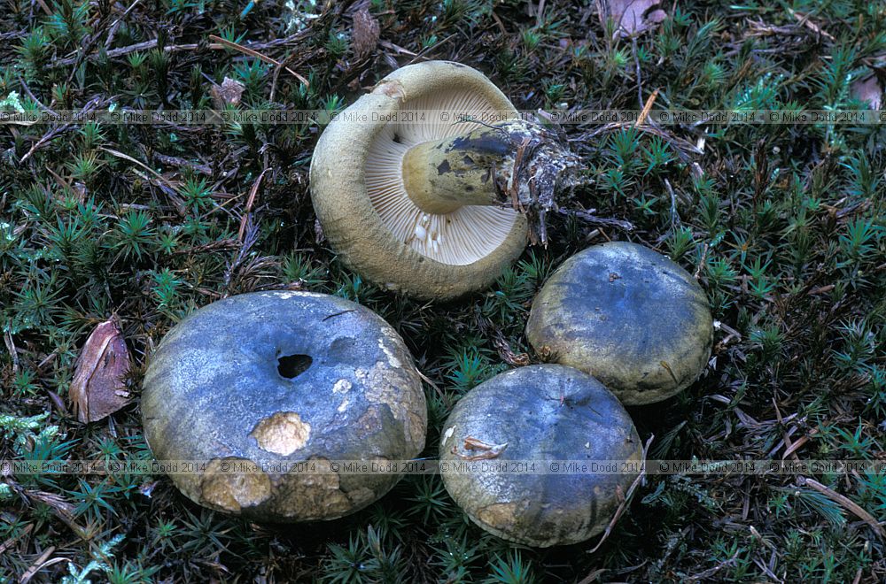 Lactarius turpis Ugly milkcap