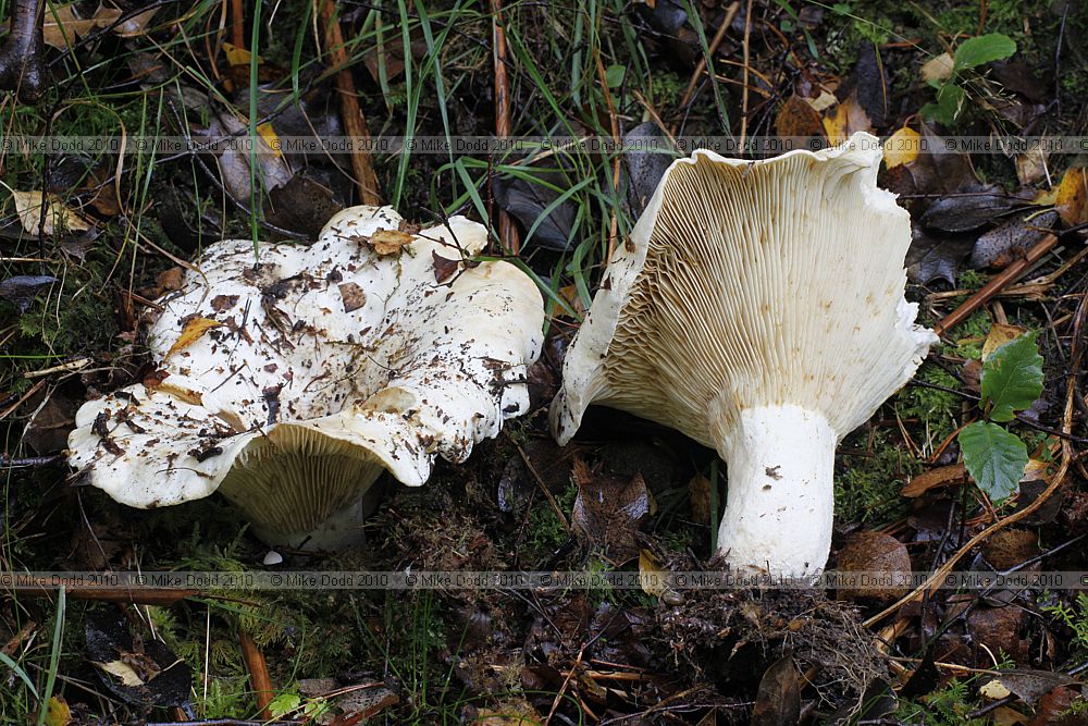 Lactarius vellereus Fleecy Milkcap