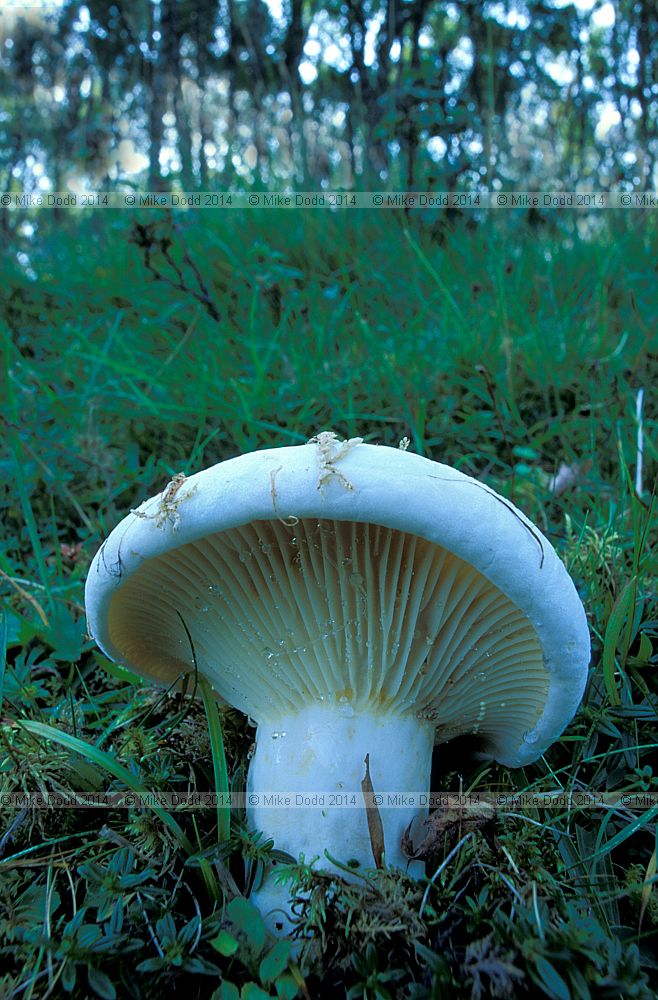 Lactarius vellereus Fleecy milkcap