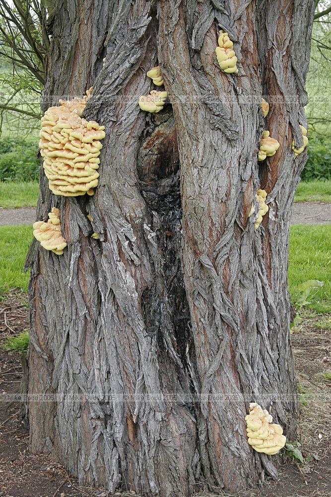 Laetiporus sulphureus Chicken of the woods on Willow