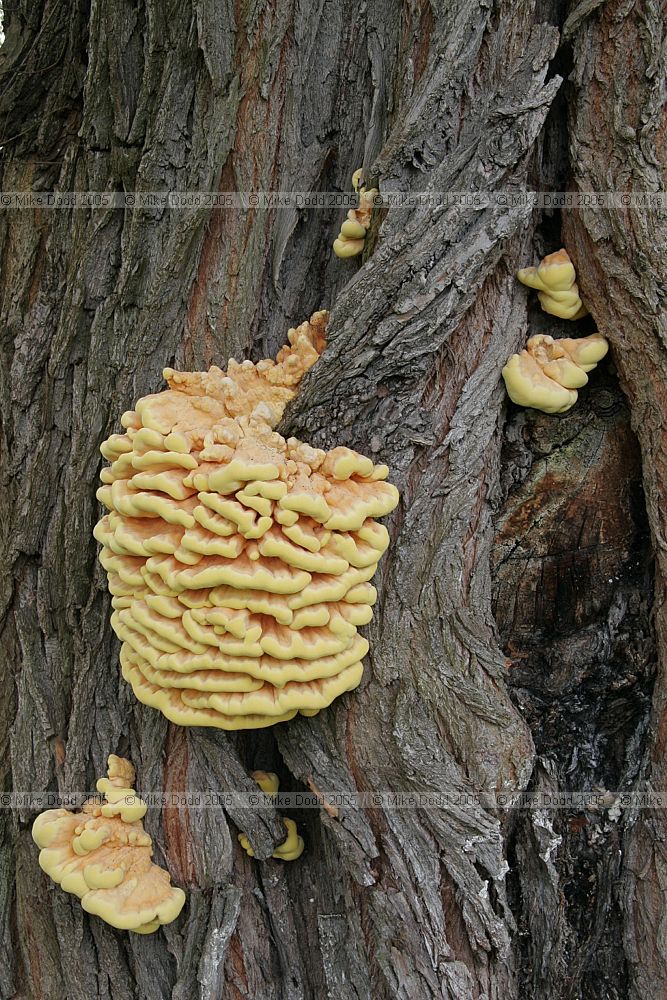 Laetiporus sulphureus Chicken of the woods on Willow