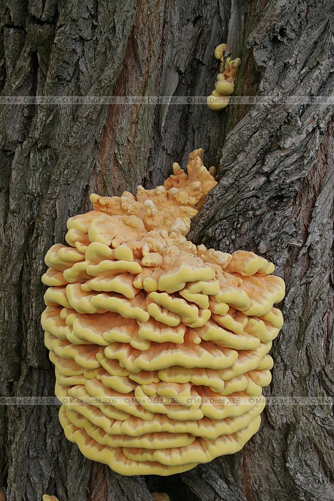 Laetiporus sulphureus Chicken of the woods on Willow