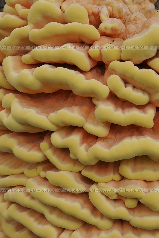 Laetiporus sulphureus Chicken of the woods on Willow