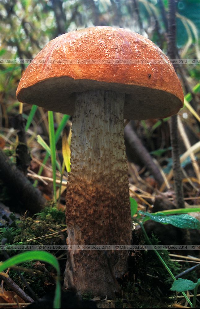 Leccinum aurantiacum