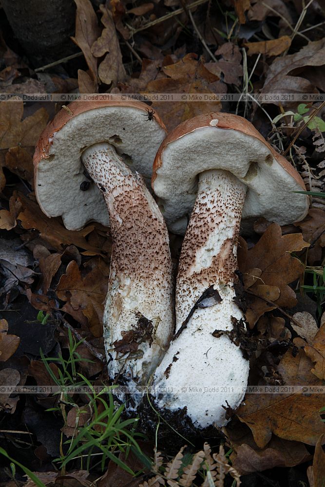 Leccinum aurantiacum Orange Oak Bolete