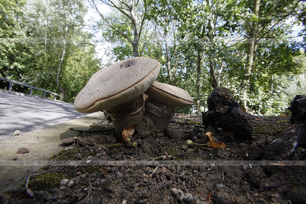 Leccinum duriusculum Slate Bolete