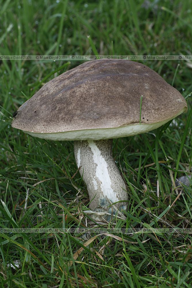 Leccinum duriusculum Slate Bolete