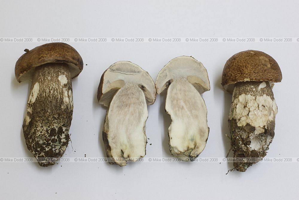 Leccinum duriusculum Slate Bolete (?) many small specimens coming up in grass verge under grey or white poplar