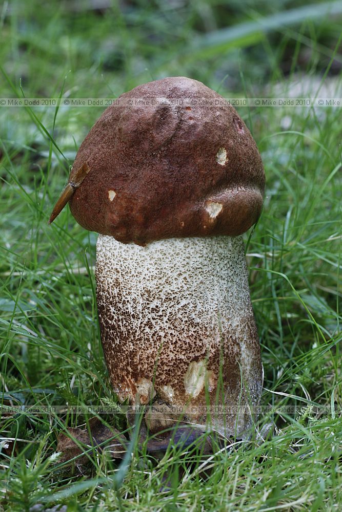Leccinum quercinum Orange Oak Bolete