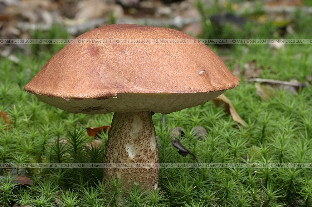 Leccinum quercinum Orange oak bolete