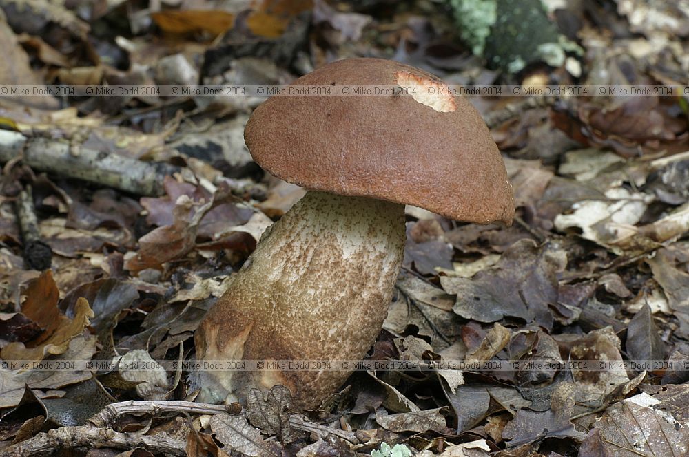 Leccinum quercinum Orange oak bolete