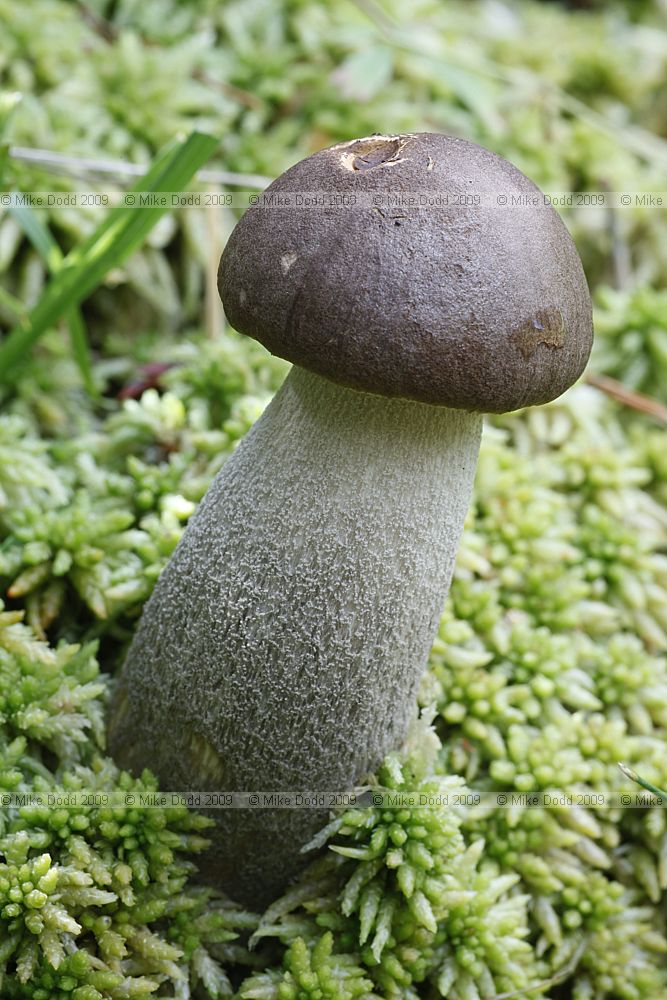 Leccinum roseofractum Blushing Bolete (?)