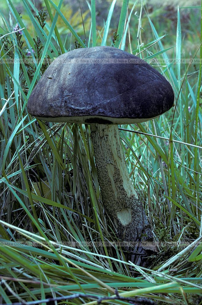 Leccinium roseofractum Blushing bolete