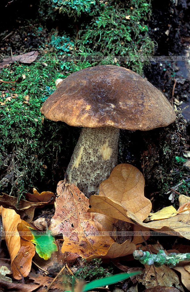 Leccinium scabrum Brown birch bolete