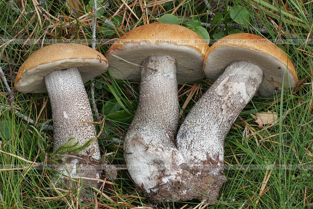 Leccinum versipelle Orange birch bolete