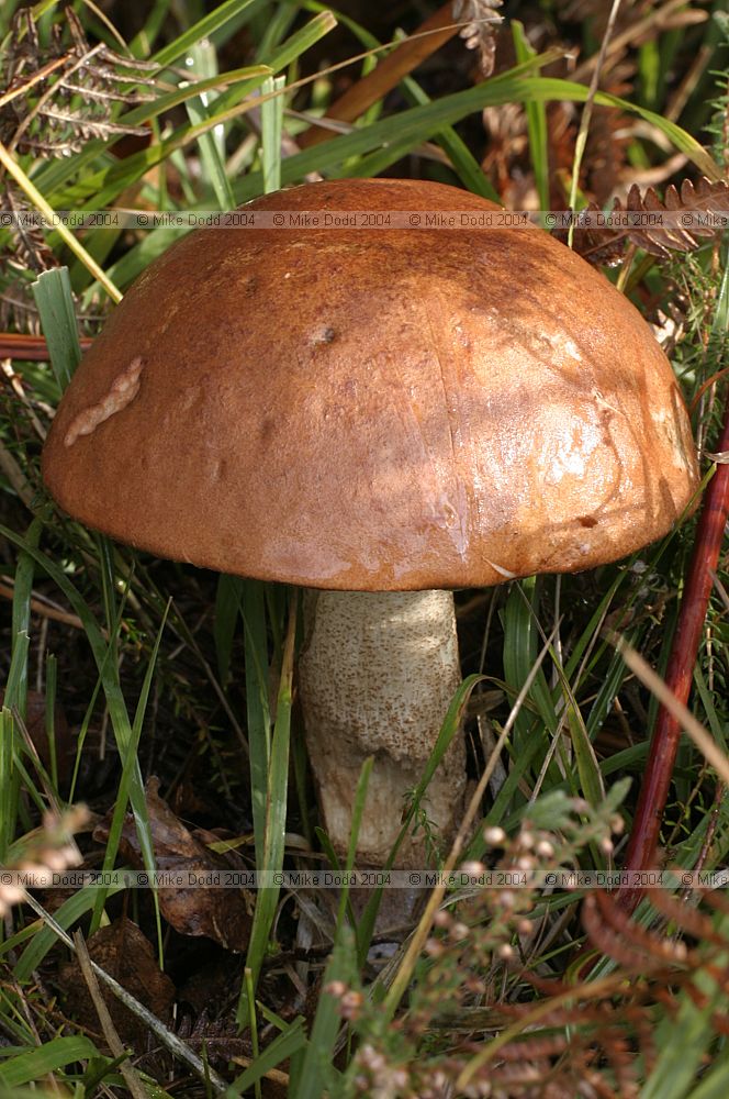 Leccinum versipelle Orange birch bolete