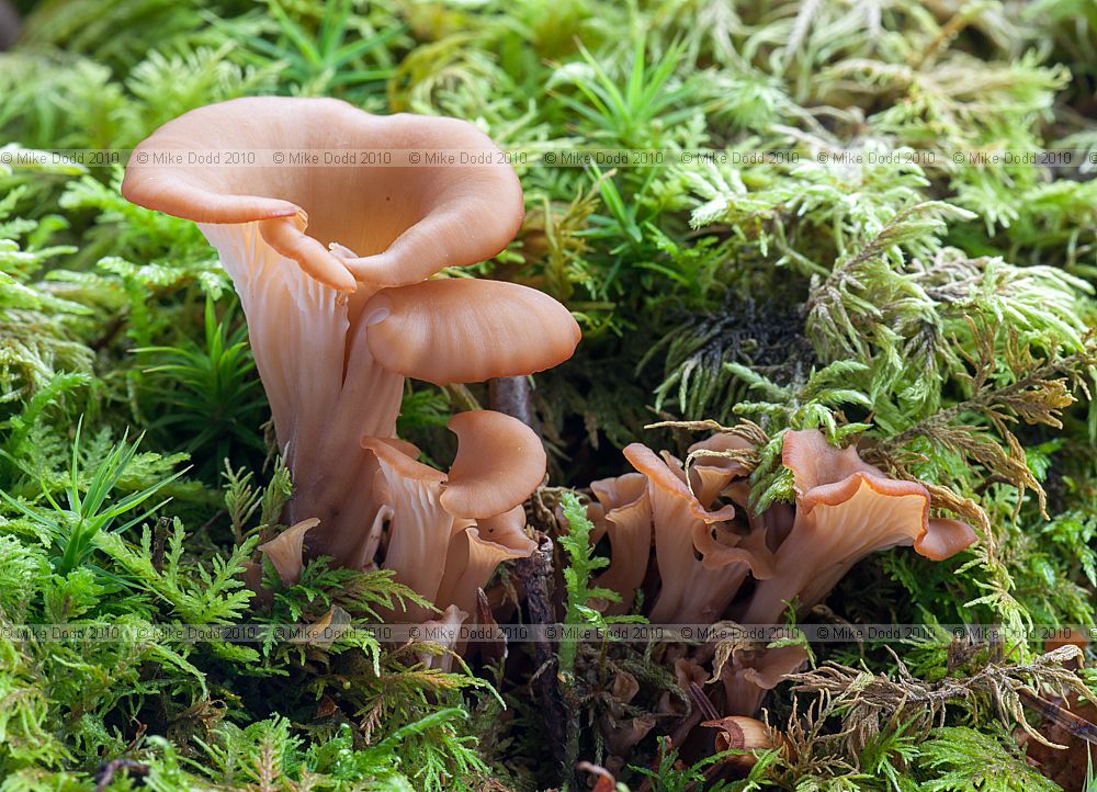 Lentinellus cochleatus Aniseed Cockleshell