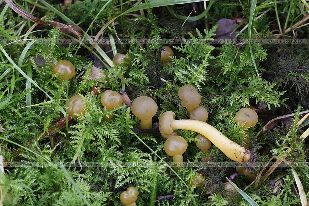 Leotia lubrica Jellybaby