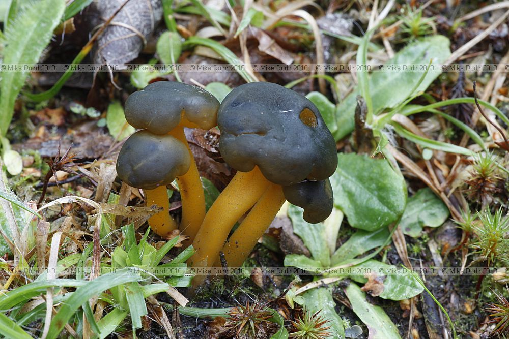 Leotia lubrica Jellybaby