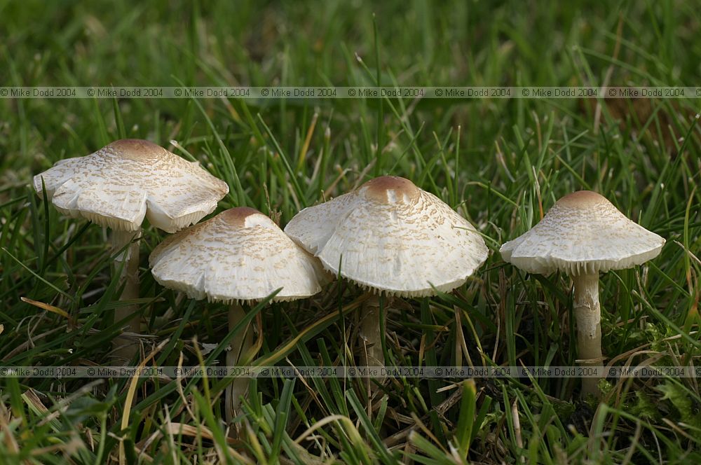 Lepiota sp