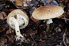 Lepiota asper Freckled Dapperling had distinct smell quite pleasant and sweetish.  Under holly in beech wood on limestone.