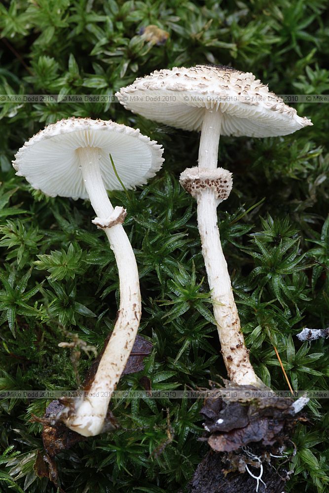 Lepiota felina (?)