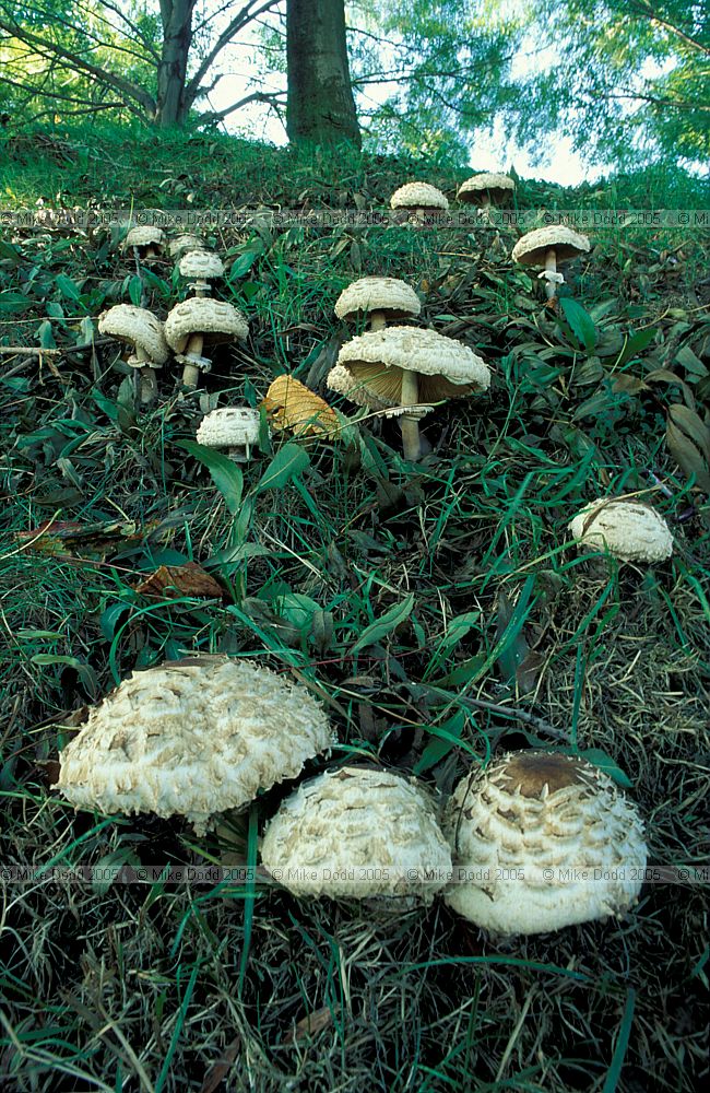 Lepiota growing on bank at OU probably Macrolepiota rhacodes (var bohemica) Shaggy parasol