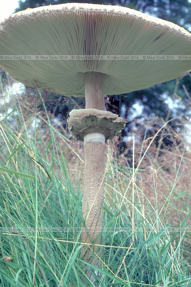 Macrolepiota procera Parasol
