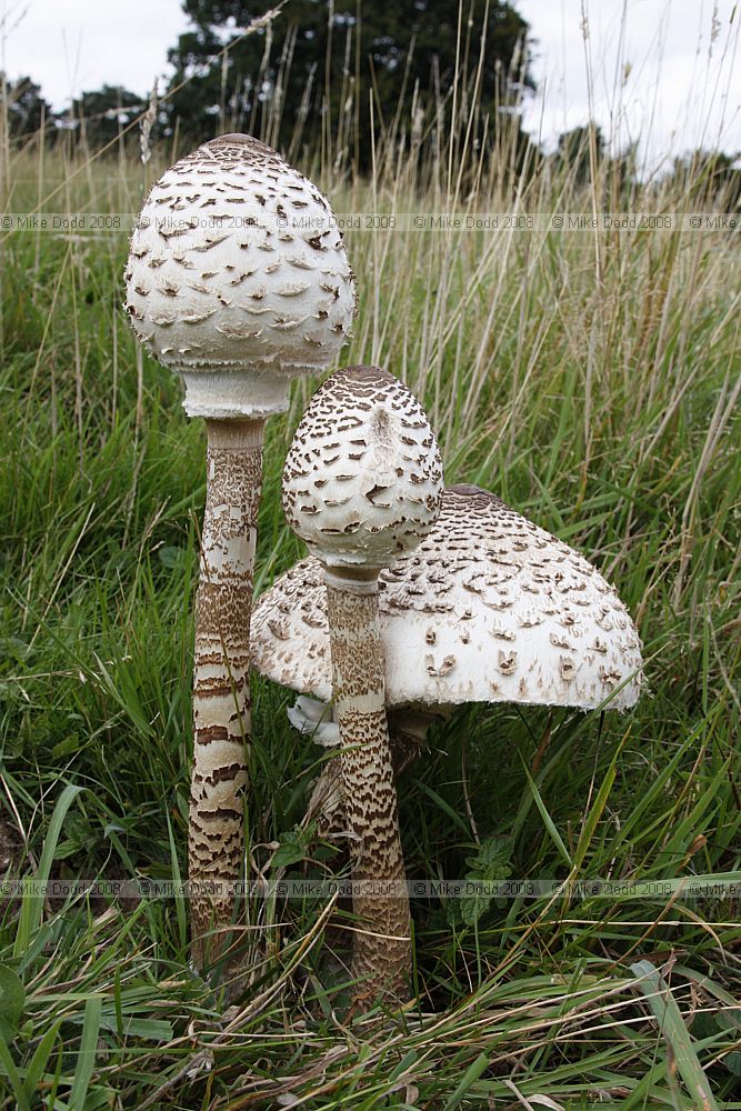 Lepiota procera Parasol Mushroom
