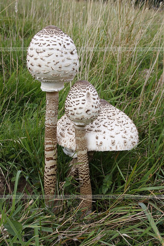 Lepiota procera Parasol Mushroom