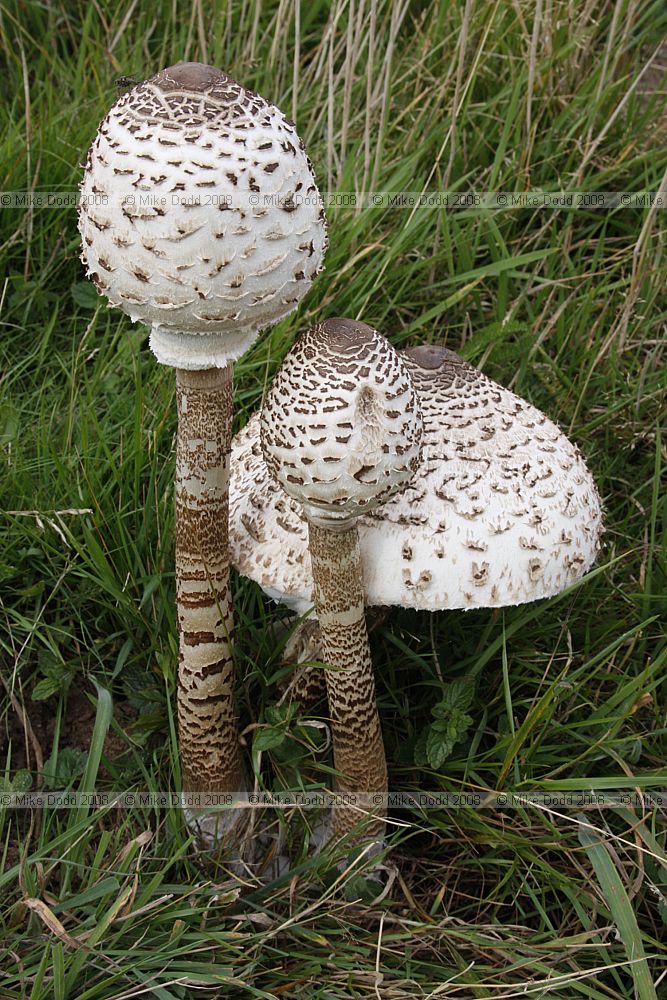 Lepiota procera Parasol Mushroom