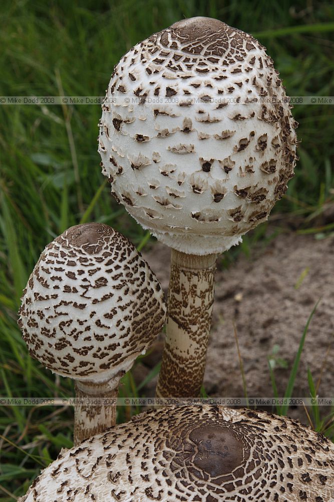 Lepiota procera Parasol Mushroom