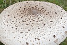 Macrolepiota procera Parasol mushroom
