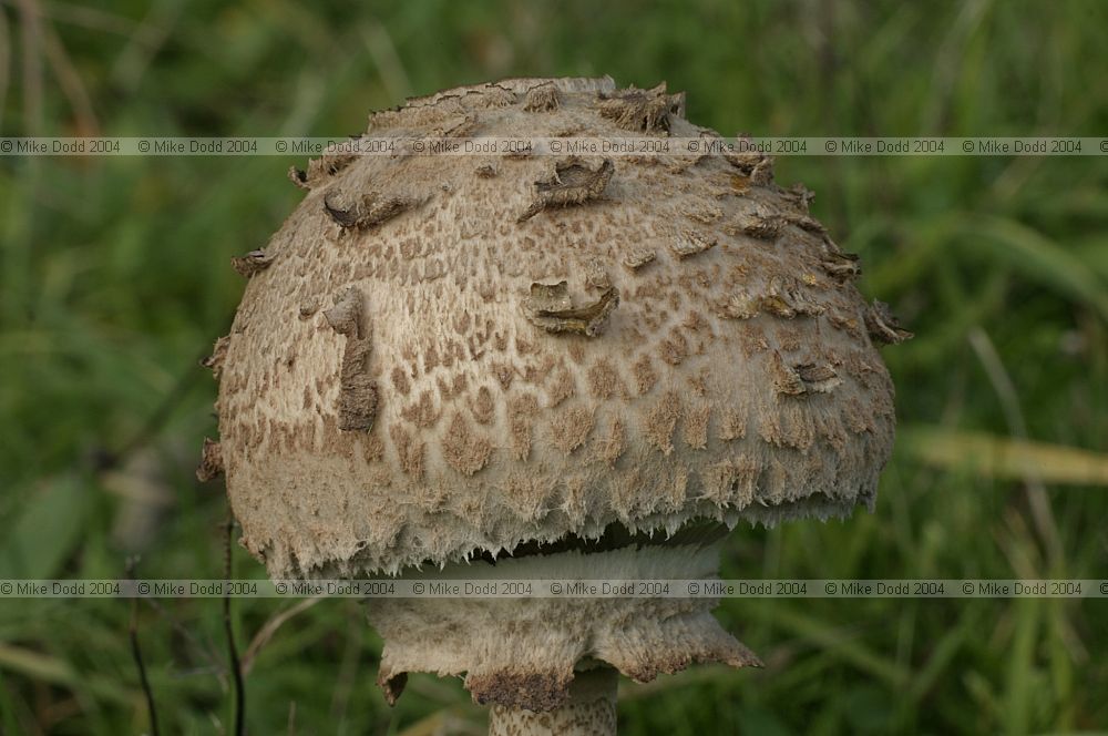Macrolepiota procera Parasol mushroom