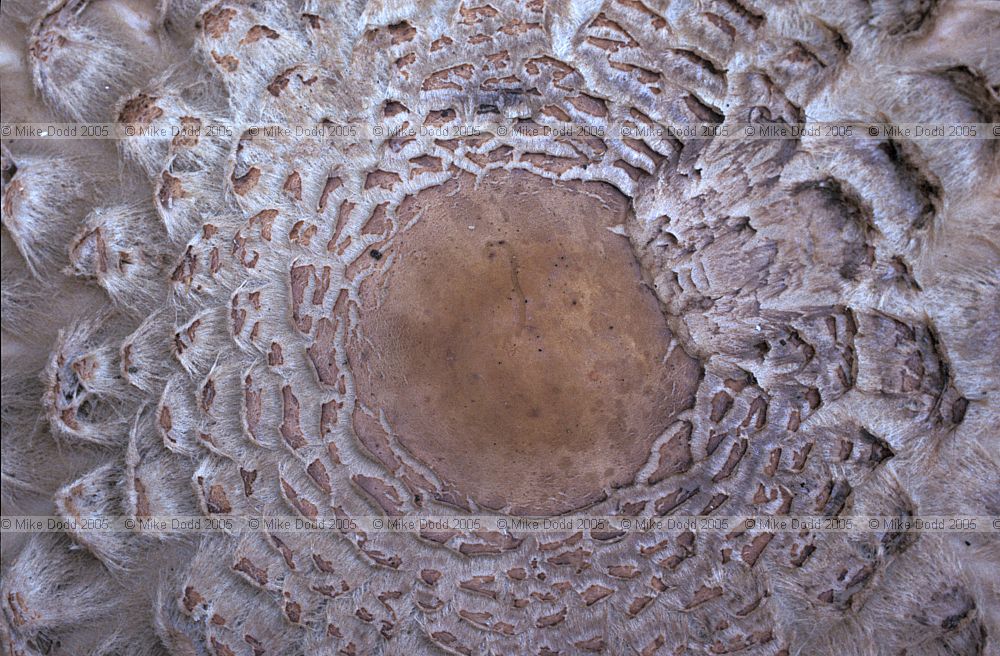Macrolepiota rachodes Shaggy parasol