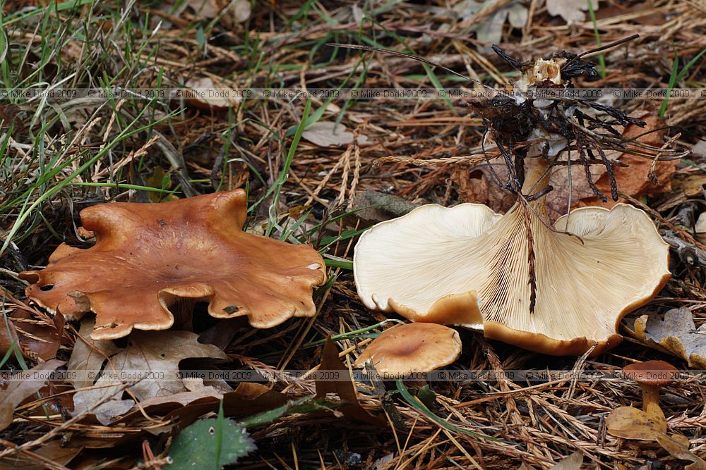 Lepista flaccida Tawny Funnel