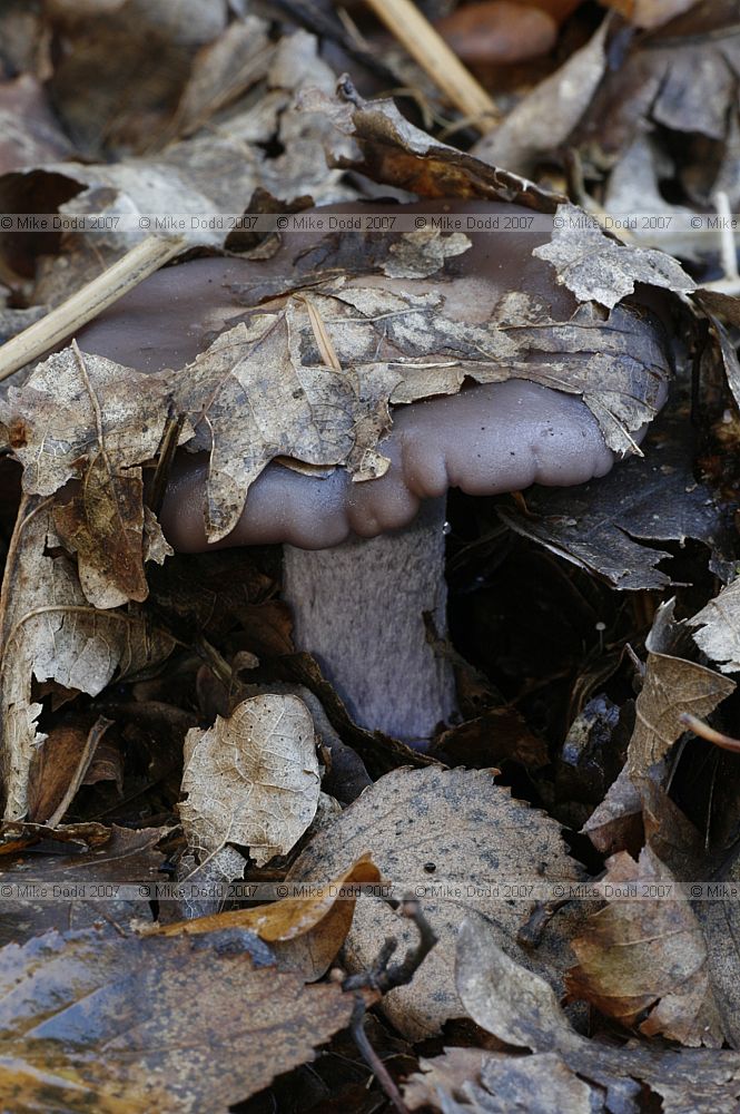Lepista nuda Wood Blewit