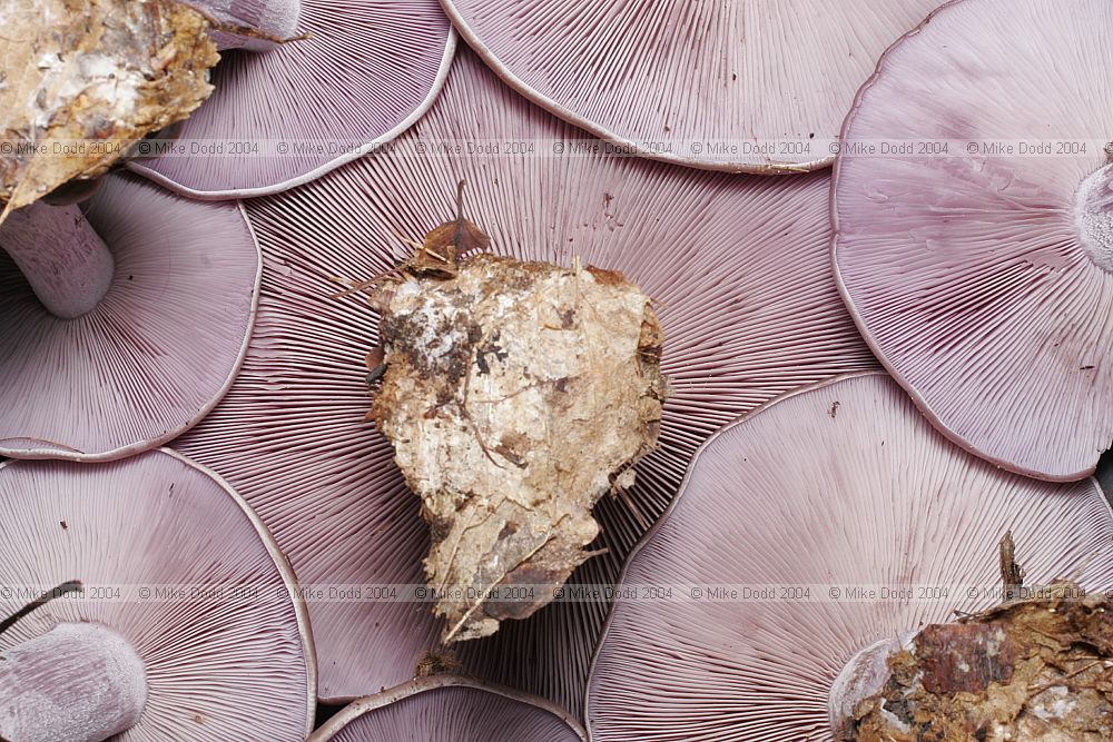 Lepista nuda Wood Blewit underside of cap showing gills
