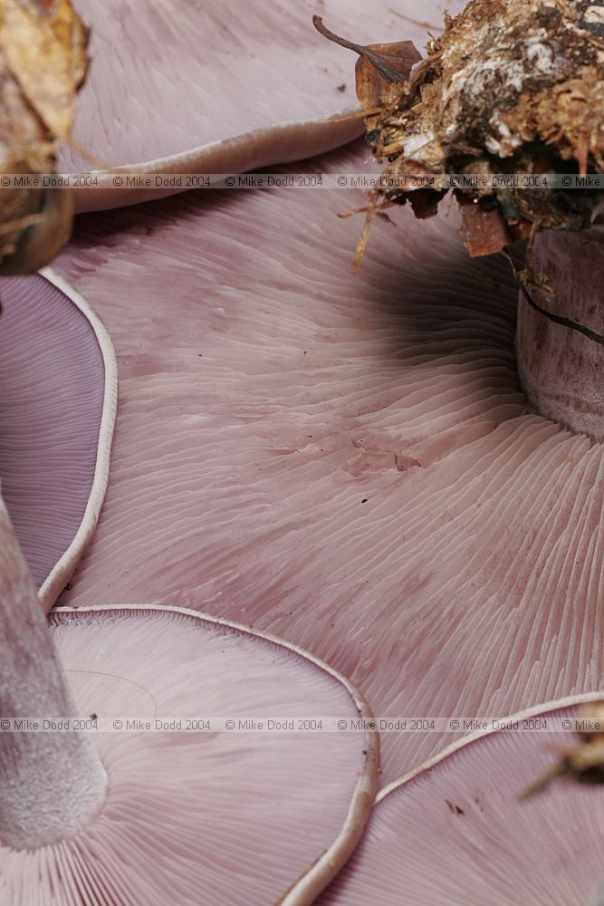 Lepista nuda Wood Blewit underside of cap showing gills