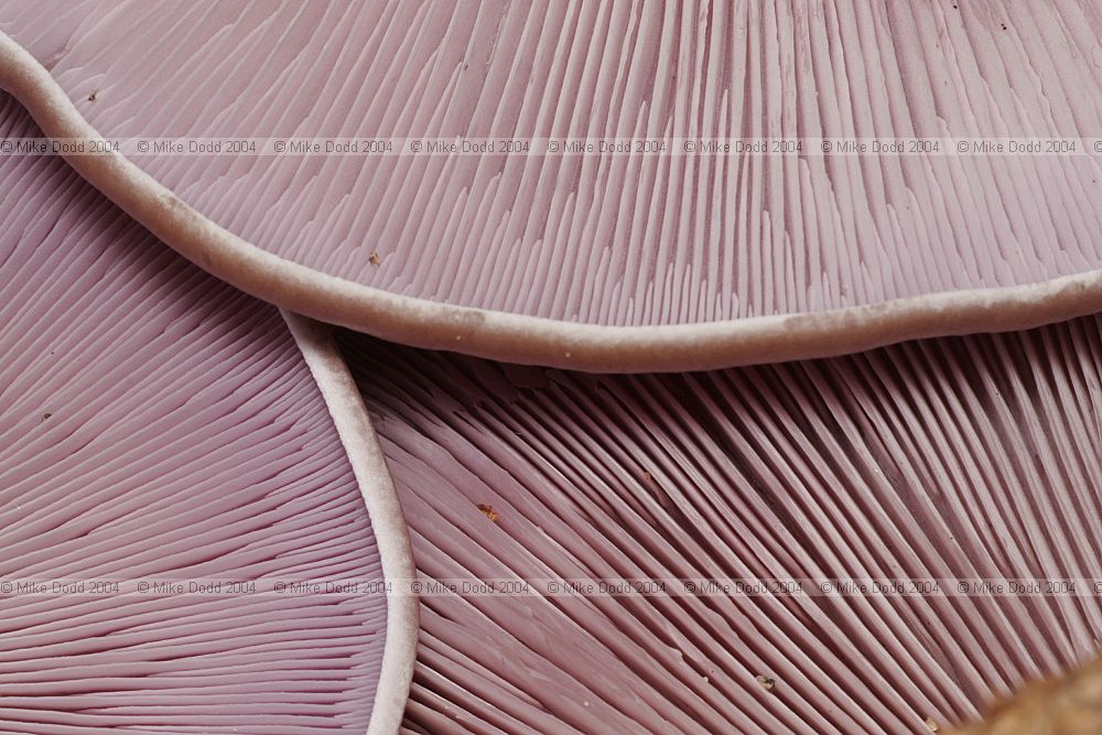 Lepista nuda Wood Blewit underside of cap showing gills