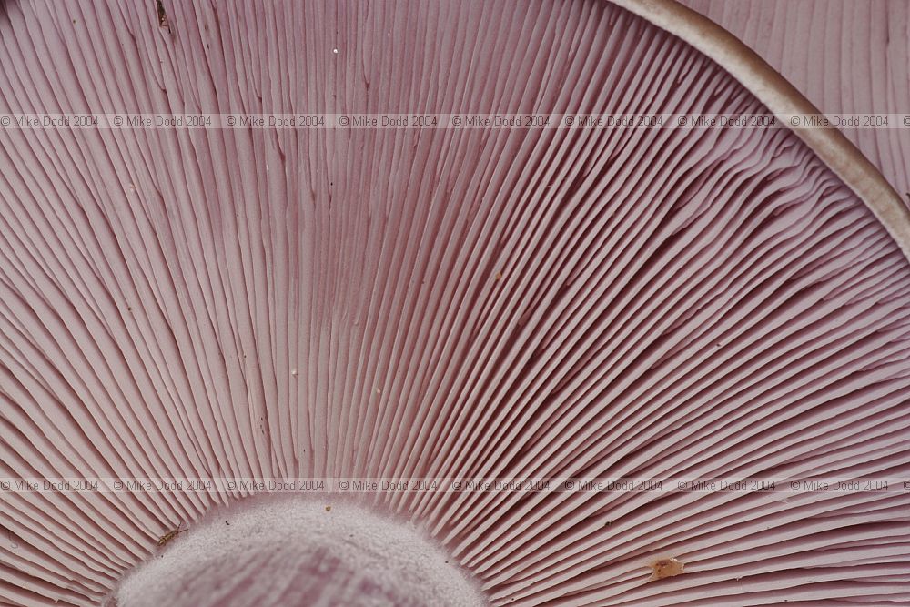 Lepista nuda Wood Blewit underside of cap showing gills