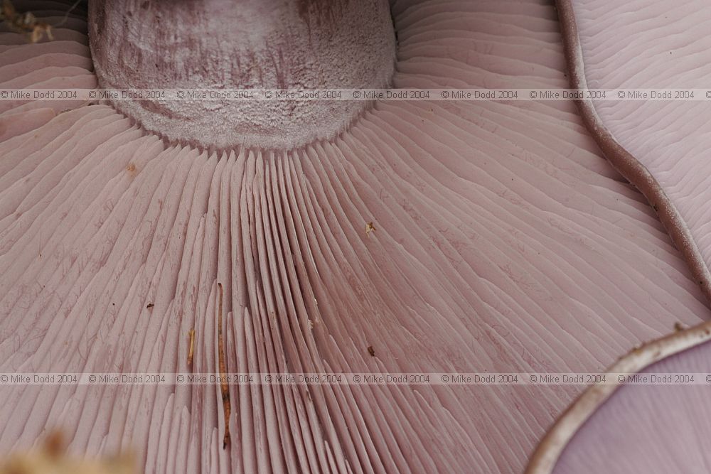 Lepista nuda Wood Blewit underside of cap showing gills