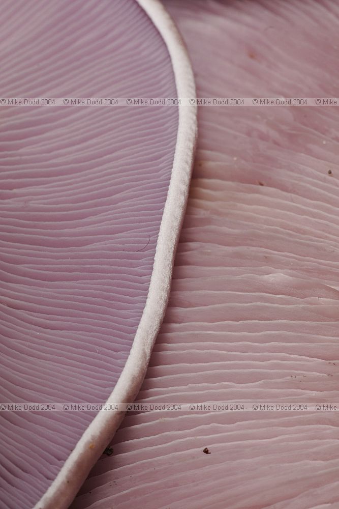 Lepista nuda Wood Blewit underside of cap showing gills