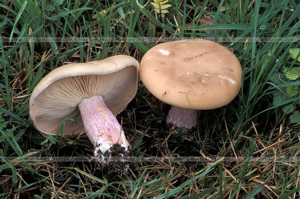 Lepista saeva Field blewitt