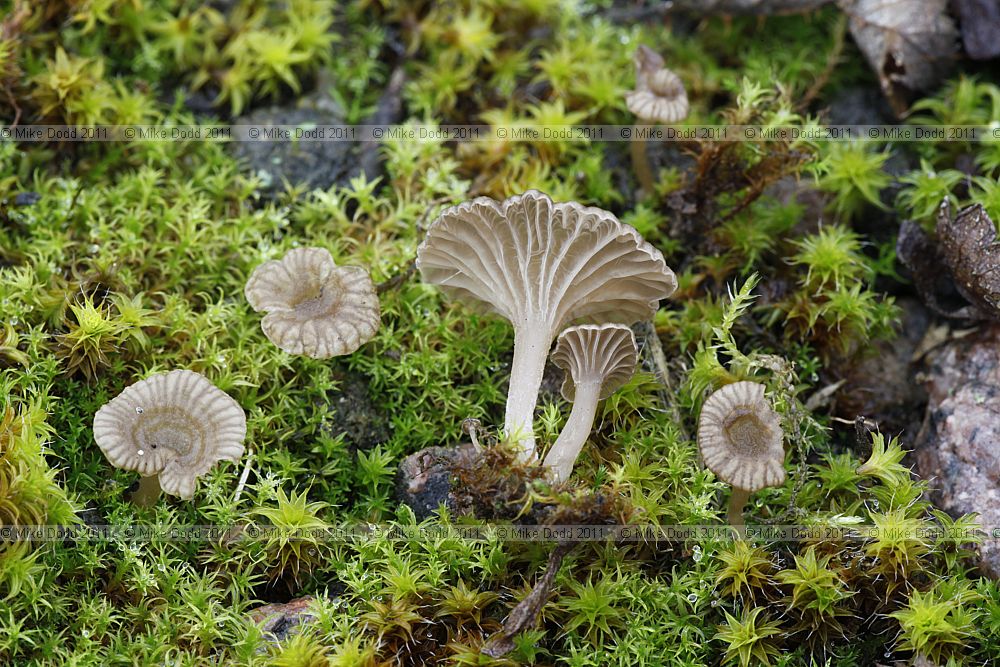 Lichenomphalia umbellifera Heath Navel was Omphalina ericetorum